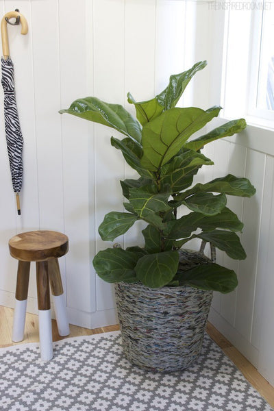 Uk Concept Live Fiddle Leaf Fig Tree